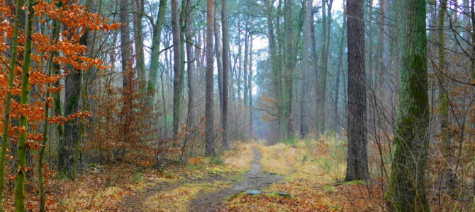 Lasy Chojnowskie raz jeszcze, spacer 16.9 km, niedziela 23 listopada