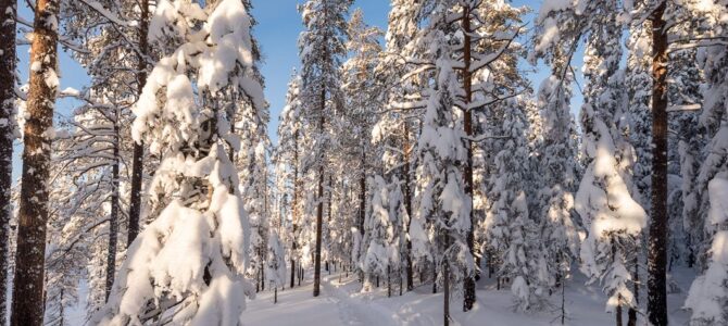Grupa Łazik zaprasza do Puszczy Kampinoskiej,  zimowa wycieczka piesza, niedziela 1 lutego