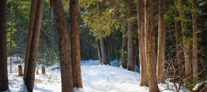 Pętla Zalesie Górne, zimowy spacer po Lasach Chojnowskich, niedziela 18 stycznia
