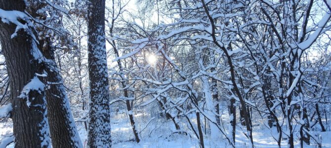 Lasy Mareckie, Lasy Drewnickie i Puszcza Słupecka, zimowy spacer leśny, niedziela 15 lutego